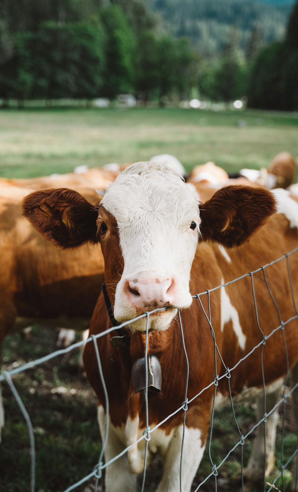 focus photography of tan cow