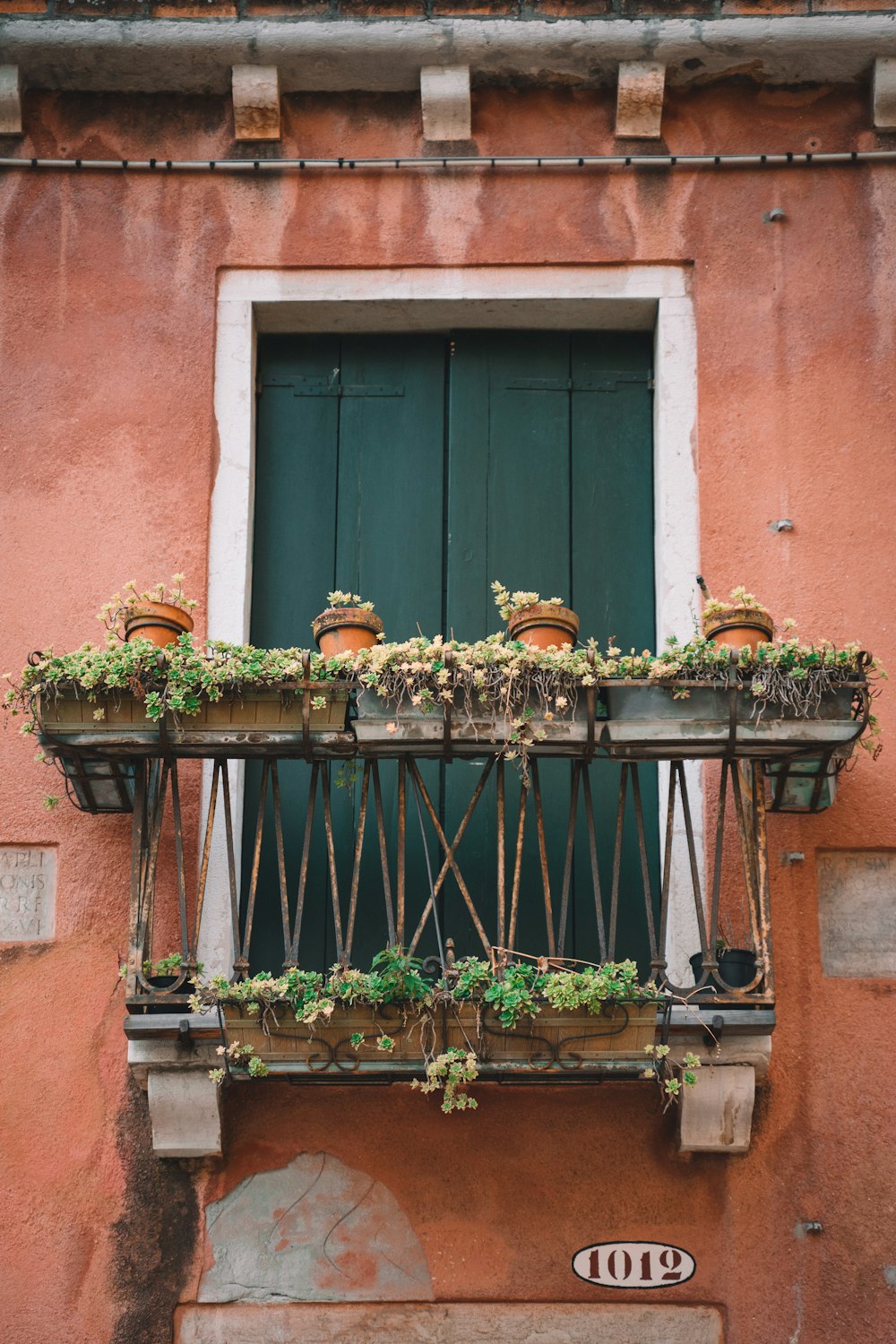 lined green leafed plants in terrace