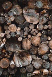 pile of logs
