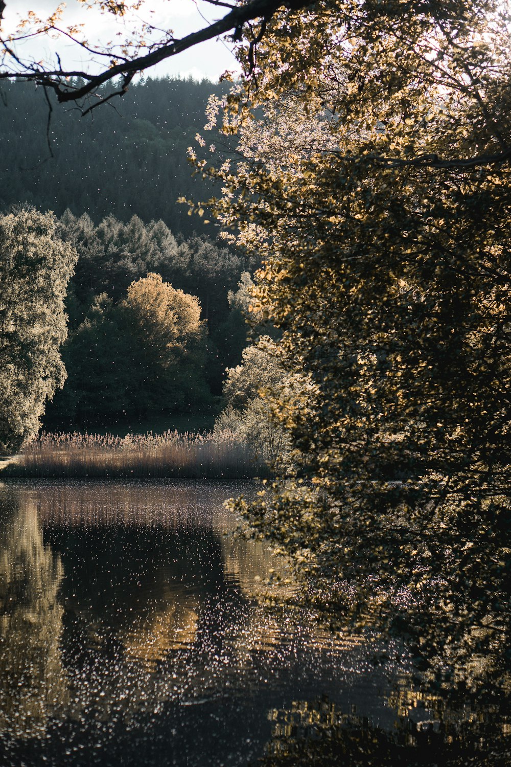 trees standing beside body of water during daytime