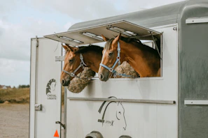Préparer son cheval à monter dans un van