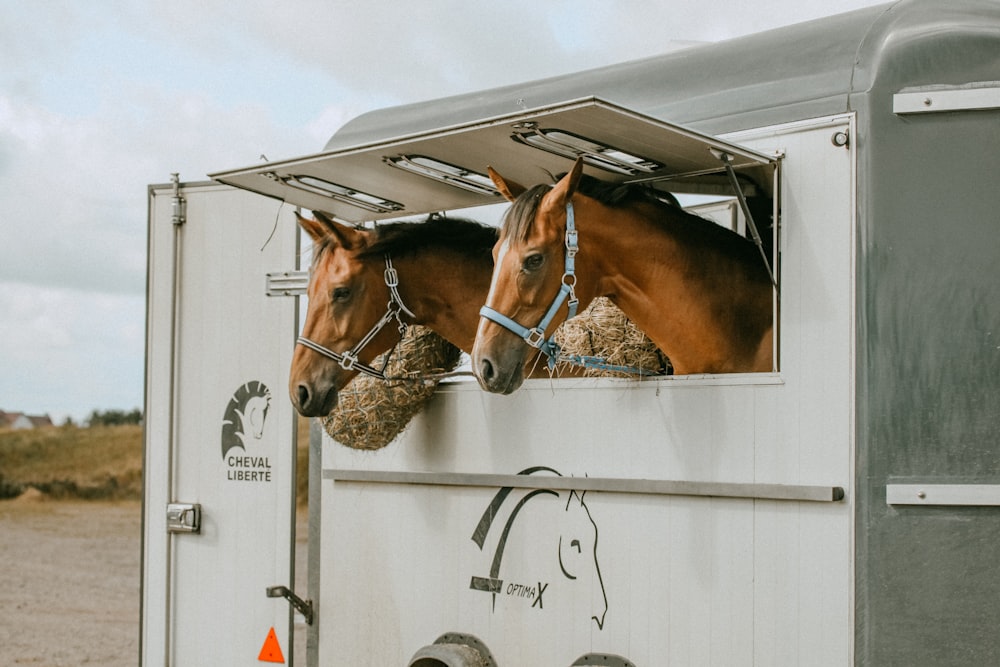 Foto mit flachem Fokus von braunen Pferden