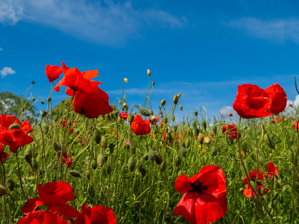 red rose flowers with green leaves during day