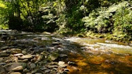 Crystal-clear water flowing gently over smooth stones in a forest stream, reflecting dappled sunlight.