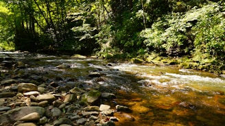 Crystal-clear water flowing gently over smooth stones in a forest stream, reflecting dappled sunlight.