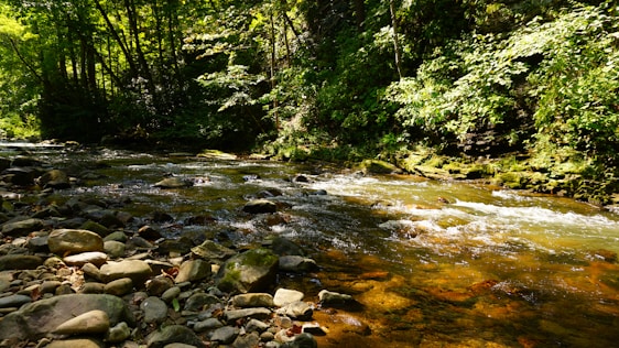 A clear mountain stream flowing gently over smooth rocks surrounded by lush green forest.