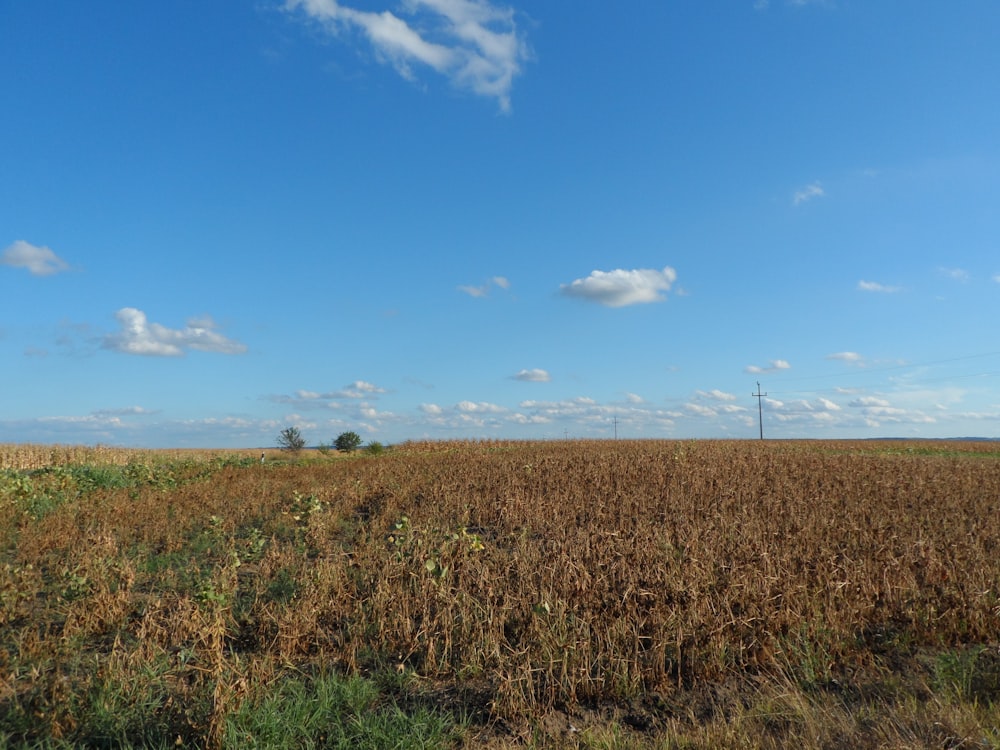 brown grass field during daytime