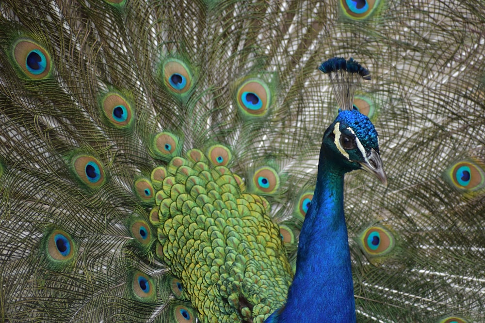 closeup photo of peacock