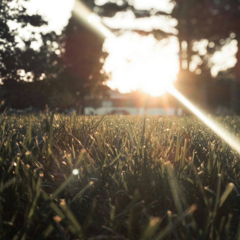 shallow focus photo of green grass