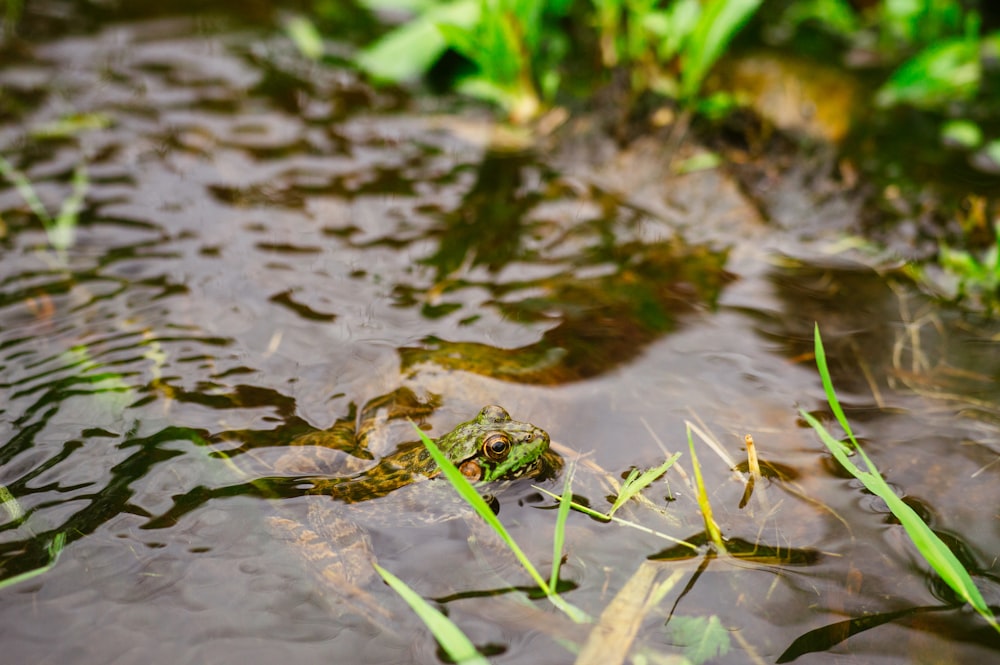 green grass on water