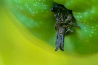 Close-up of green apple stem symbolizing natural stem cells in skincare