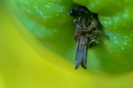 Close-up of green apple stem symbolizing natural stem cells in skincare