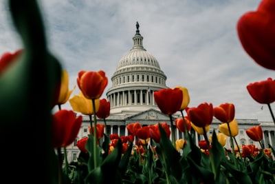 capitol, usa capital building google meet background