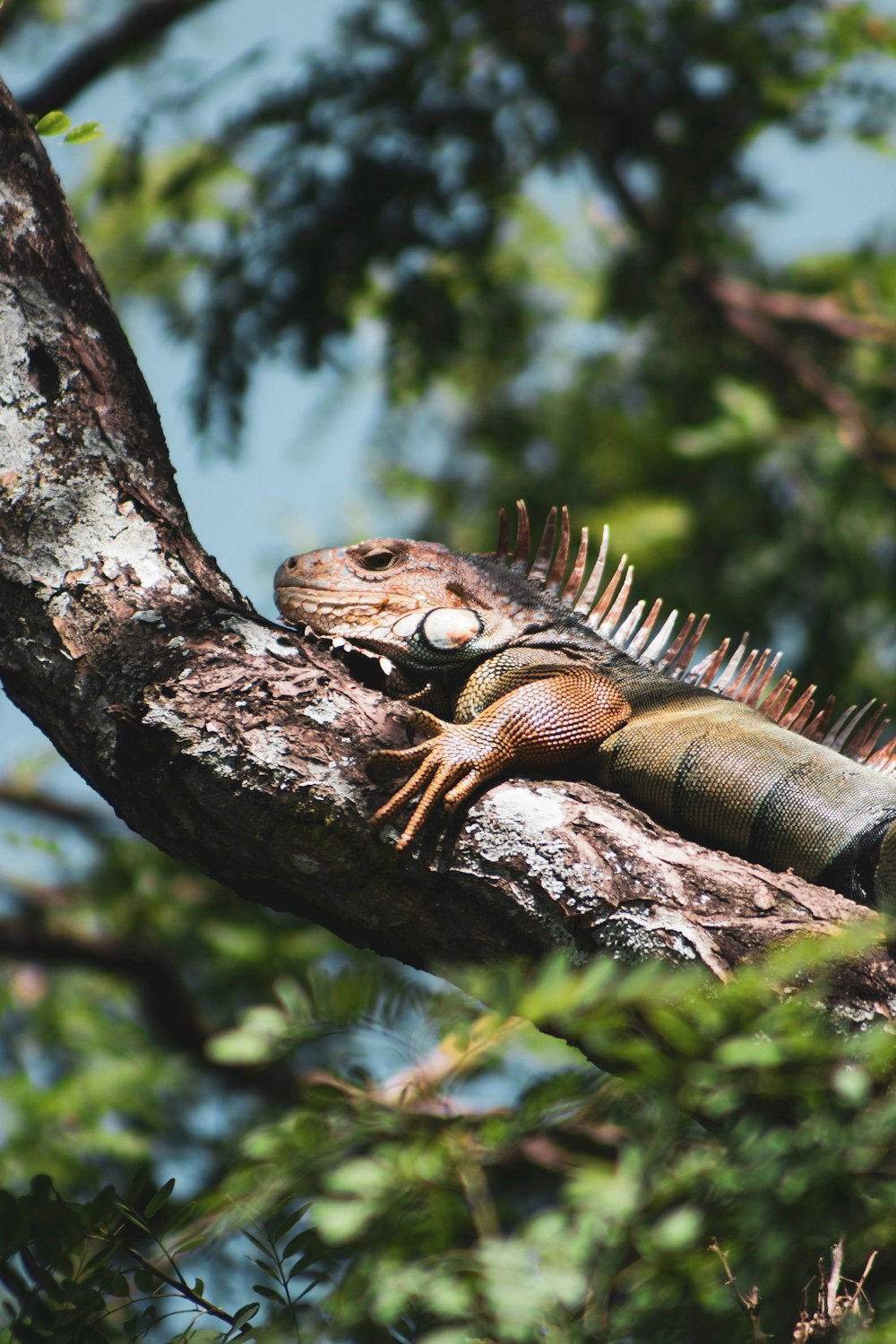 brown lizard