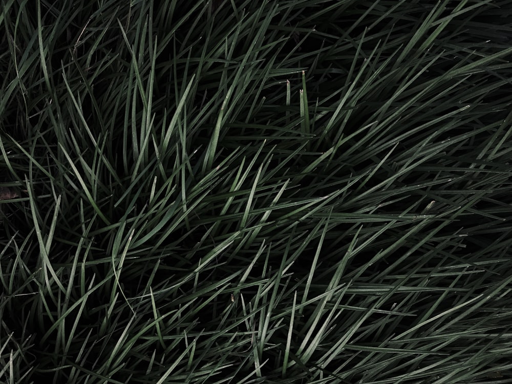 green grass