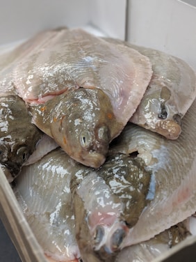 A pile of fresh fish with shiny, wet skin, piled inside a white container. The fish have flat bodies and distinct eyes, typical of a species commonly found in seafood markets.