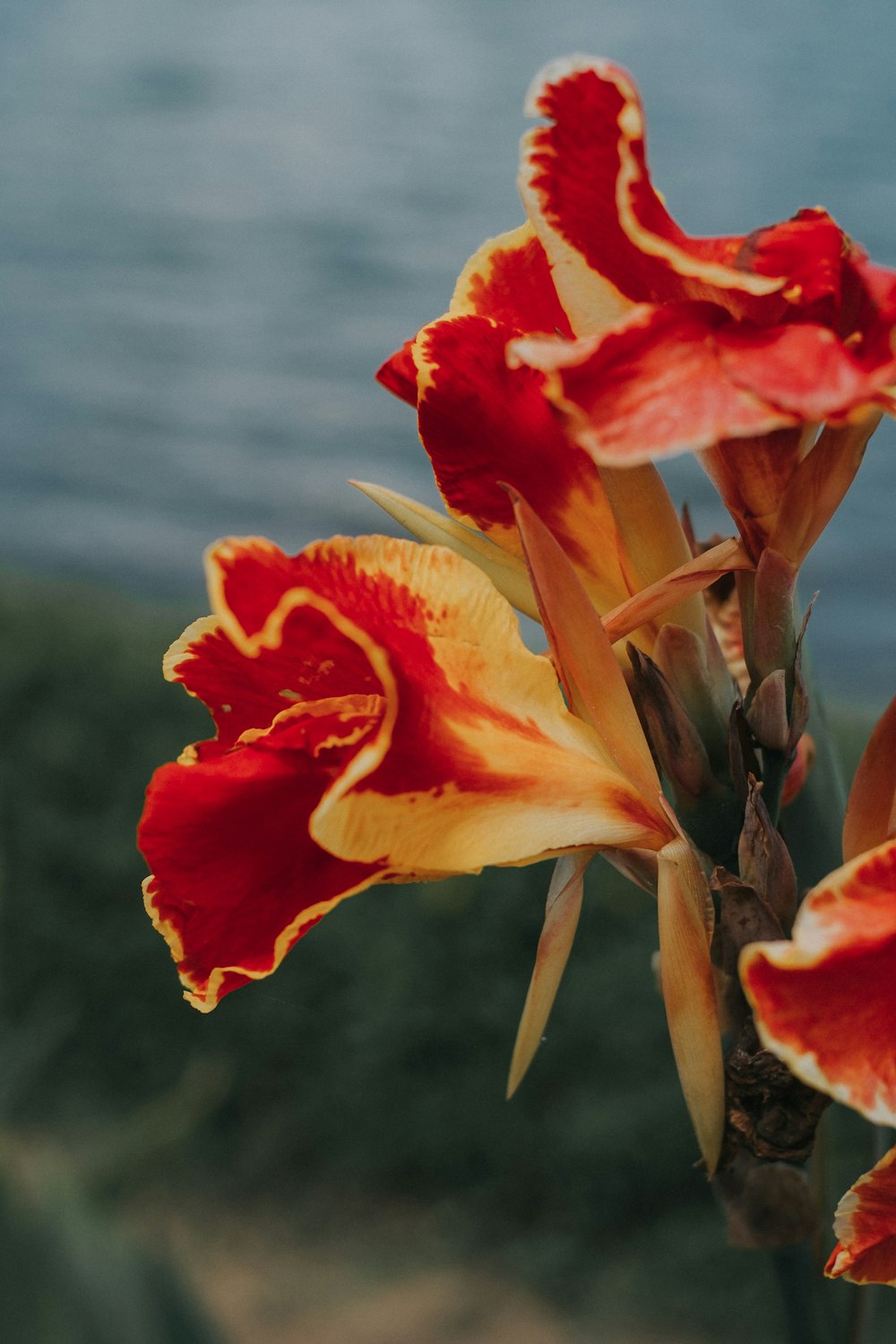 red and yellow flowers