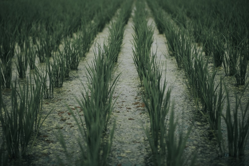 crop field