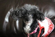 A calm and obedient poodle sitting patiently next to a trainer's hand.