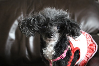 A small black poodle with curly fur is wearing a white and red dress and a pink harness. The dog is sitting on a dark brown leather surface and has a focused, attentive expression.