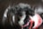 A small black poodle with curly fur is wearing a white and red dress and a pink harness. The dog is sitting on a dark brown leather surface and has a focused, attentive expression.