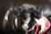 A small black poodle with curly fur is wearing a white and red dress and a pink harness. The dog is sitting on a dark brown leather surface and has a focused, attentive expression.