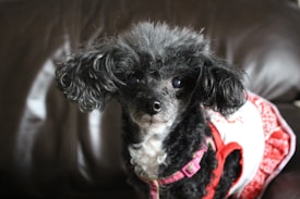 A small black poodle with curly fur is wearing a white and red dress and a pink harness. The dog is sitting on a dark brown leather surface and has a focused, attentive expression.