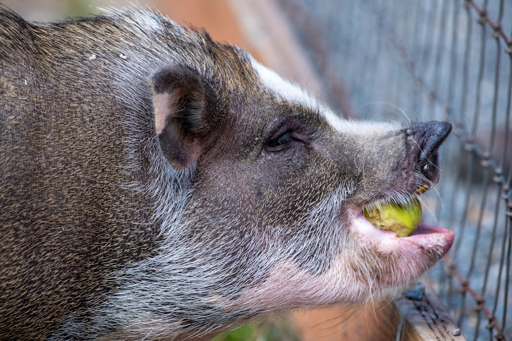 shallow focus photo of black and white pig