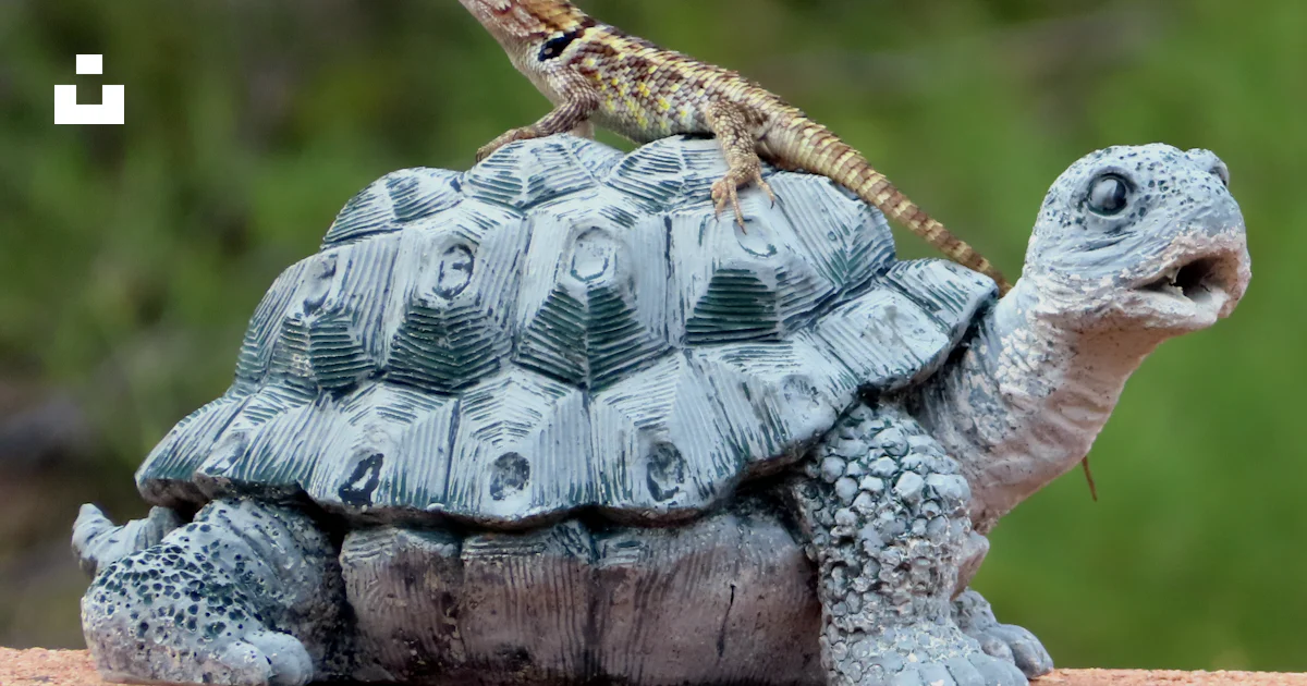 Lizard Riding On Turtle Brown lizard on turtle statue photo – Free Animal Image on Unsplash