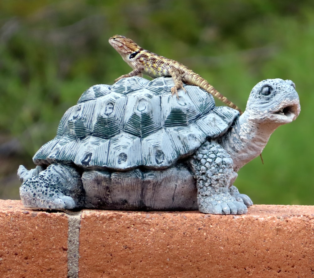 brown lizard on turtle statue
