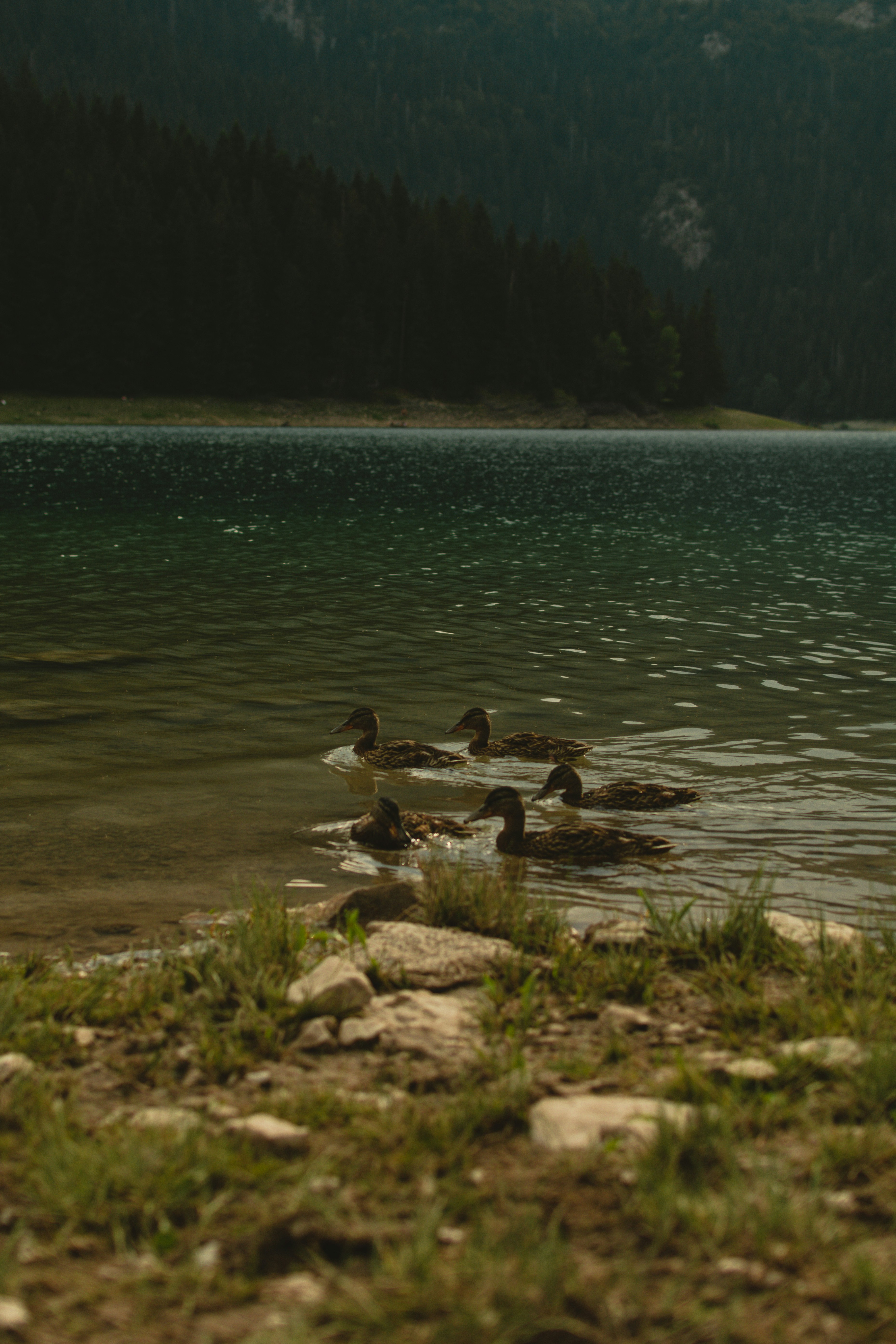 Schar Gänse im Gewässer