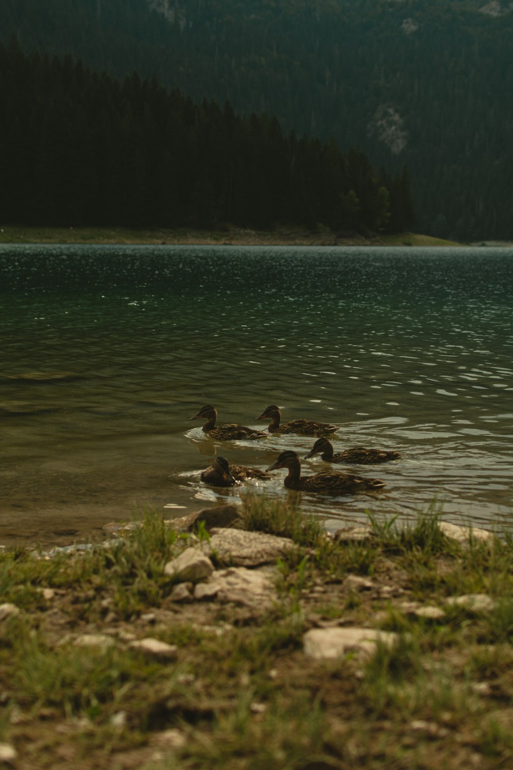 gaggle of geese in body of water