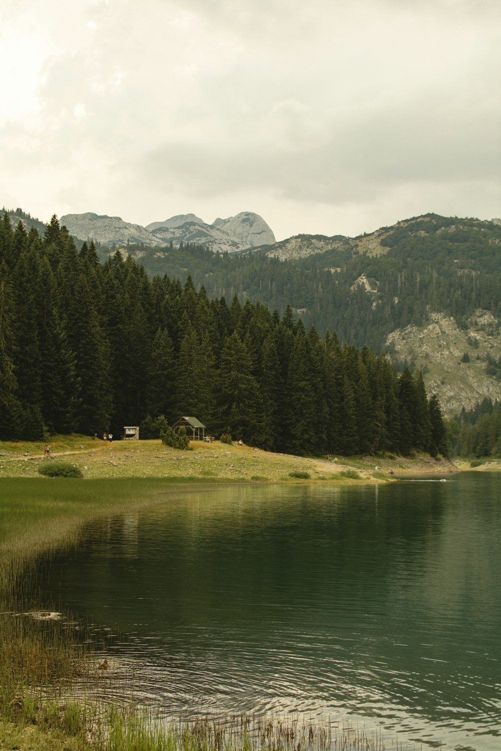 green trees