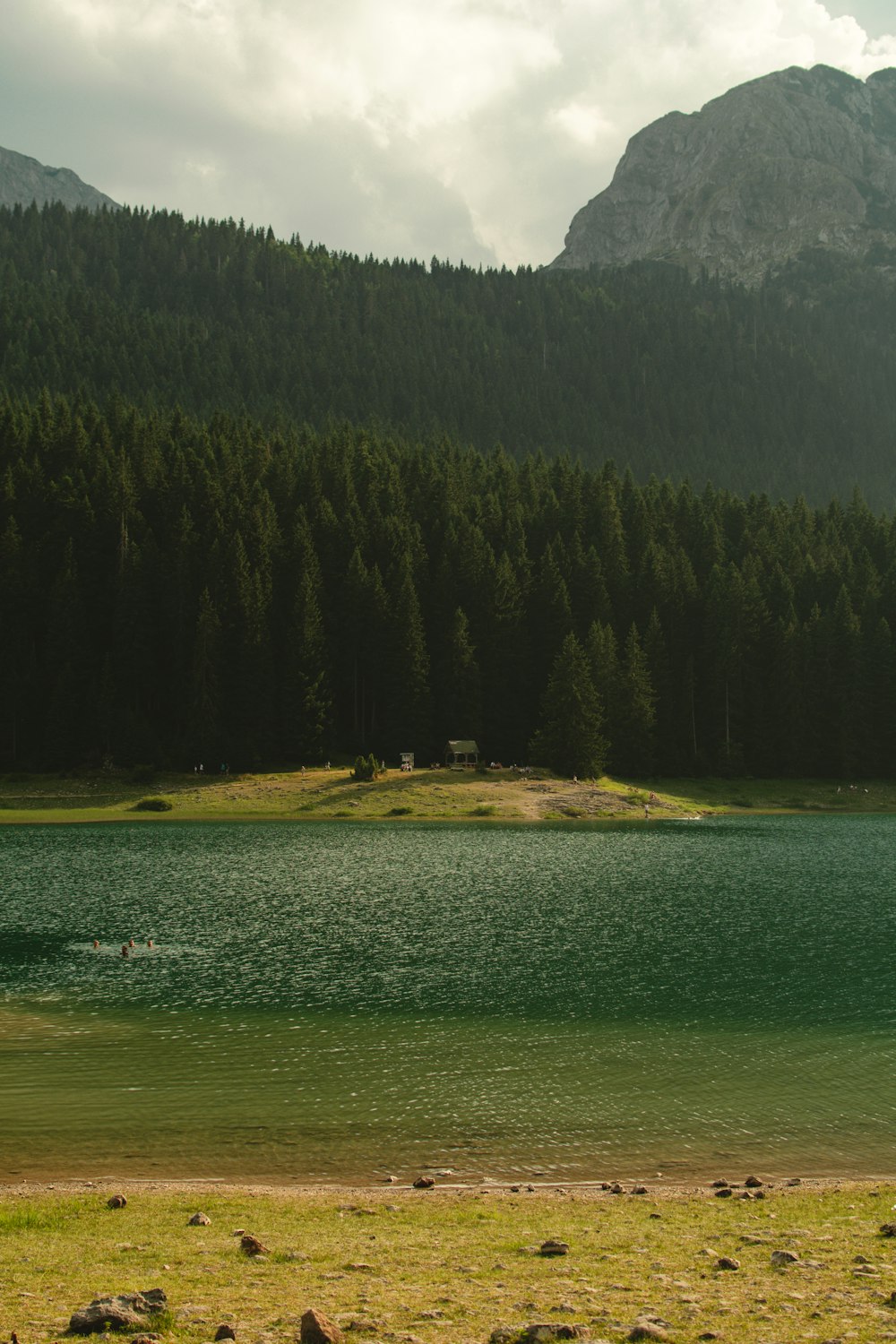 forest and lake during day