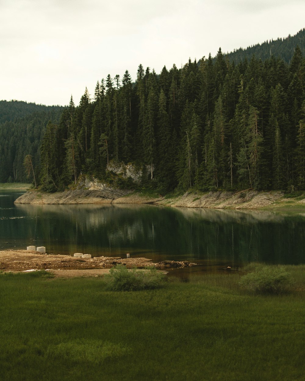 photo of pine trees and lake