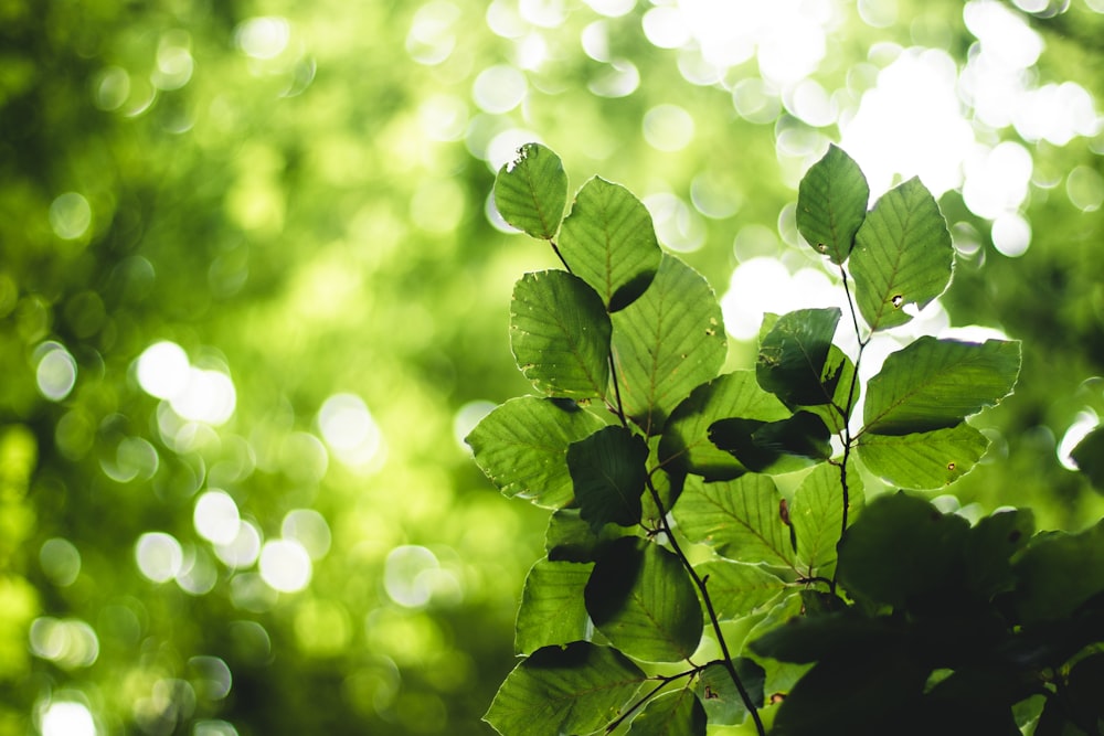 selective focus photography of green leaf