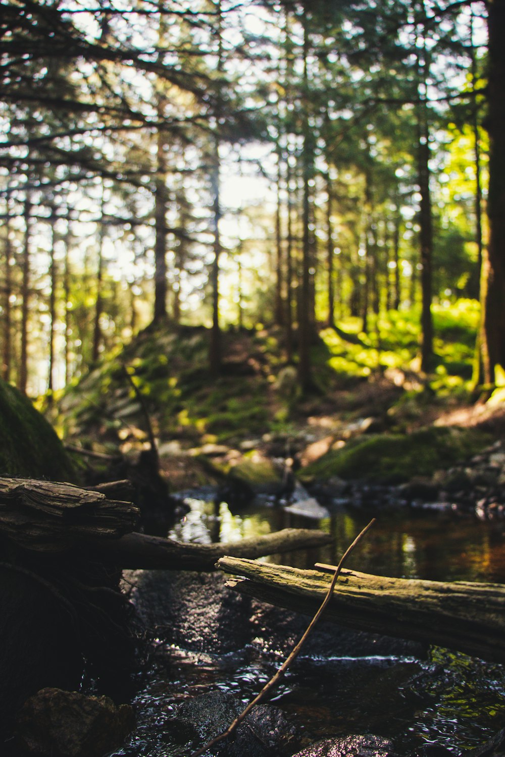 stream near tree