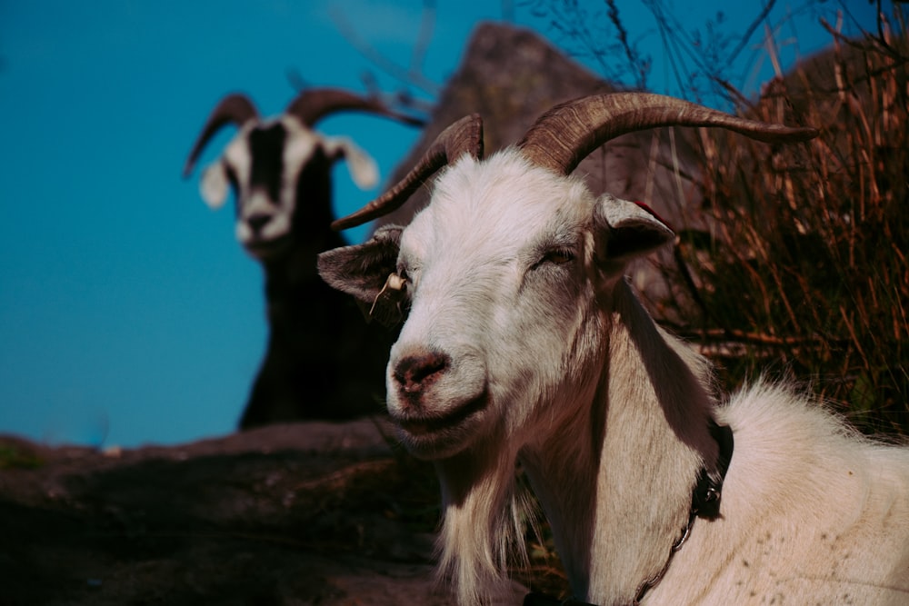 two brown and black goats