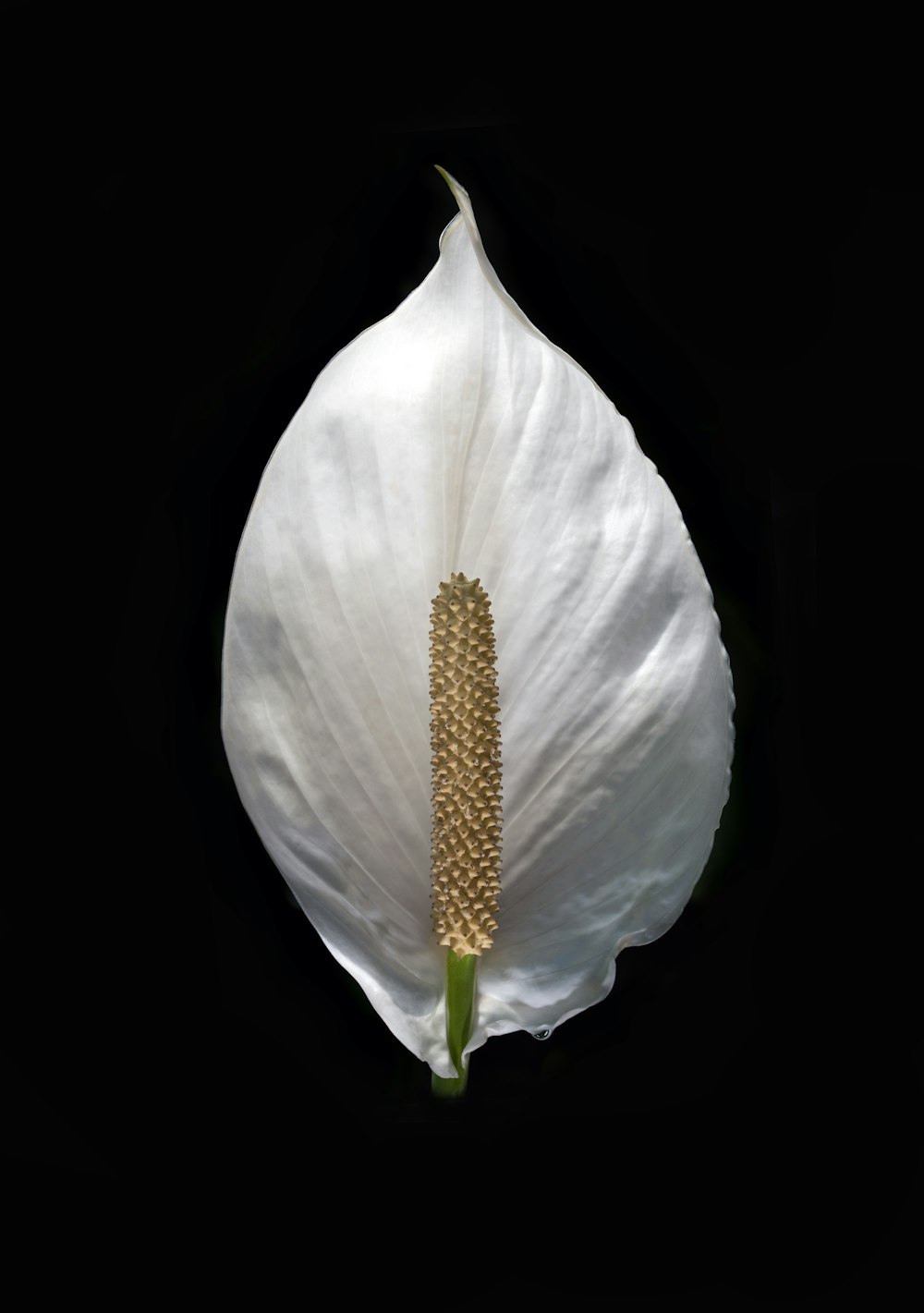 white-petaled flower