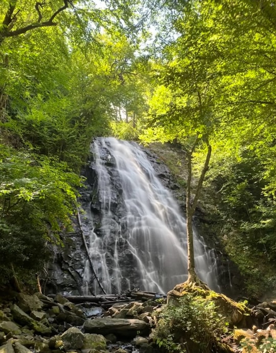 green trees near waterfalls during daytime in Pisgah National Forest United States