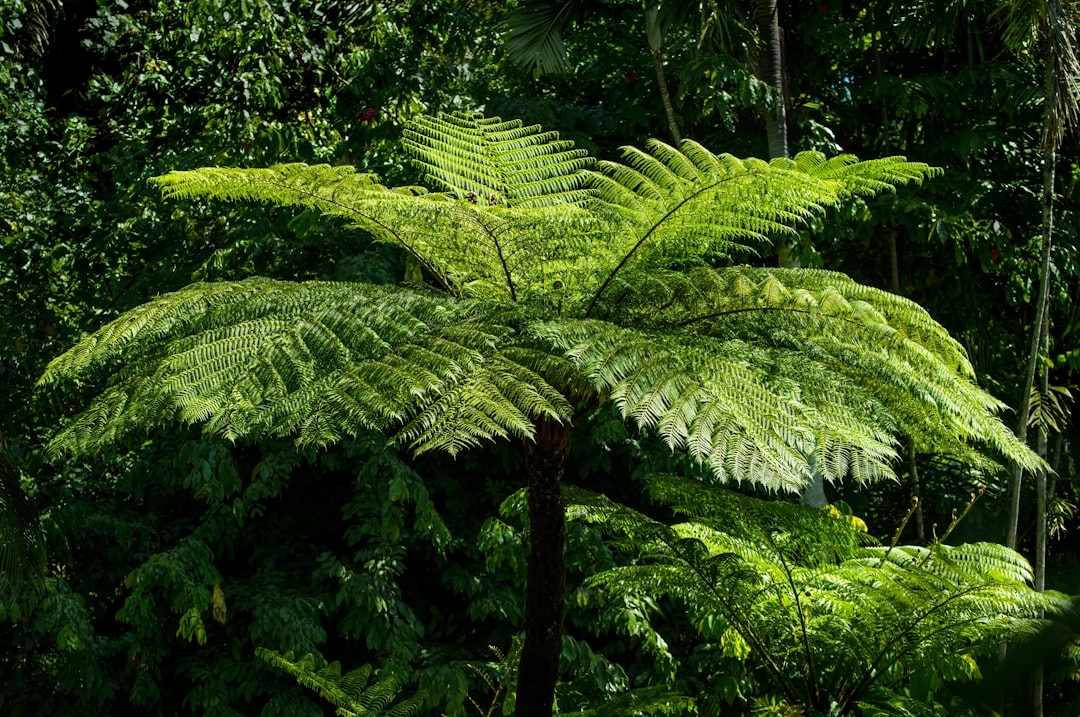 photo of green fern plant