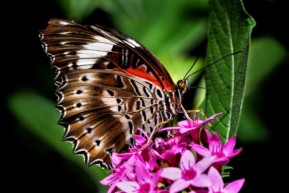 brown and white butterfly