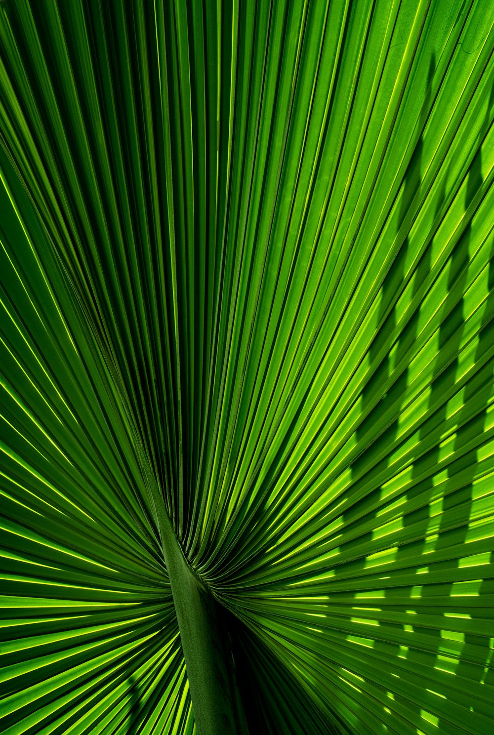 Photo de plante verte