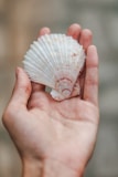 A single large scallop shell displayed on warm beige fabric, with a tiny handwritten tag showing size and origin.