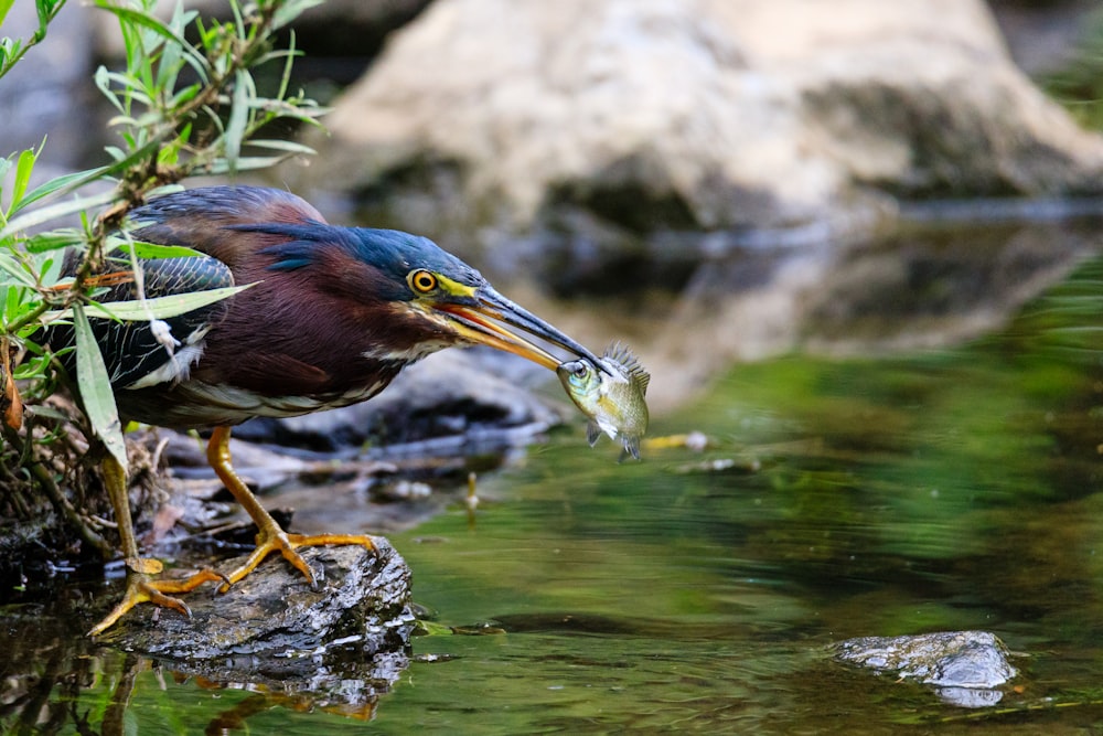 brown and black bird