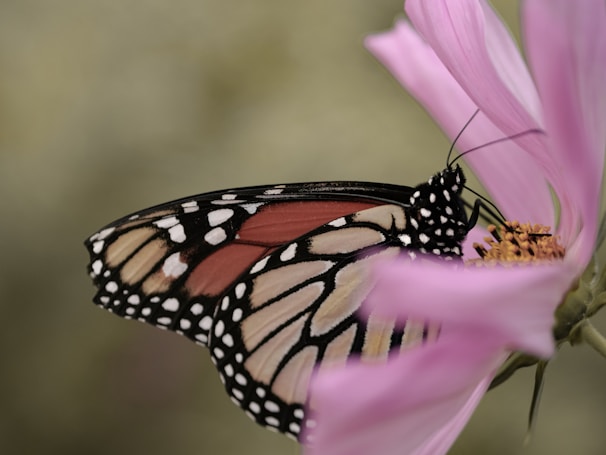 A close-up of a delicate butterfly resting on a soft pink flower, highlighting nature's intricate details.