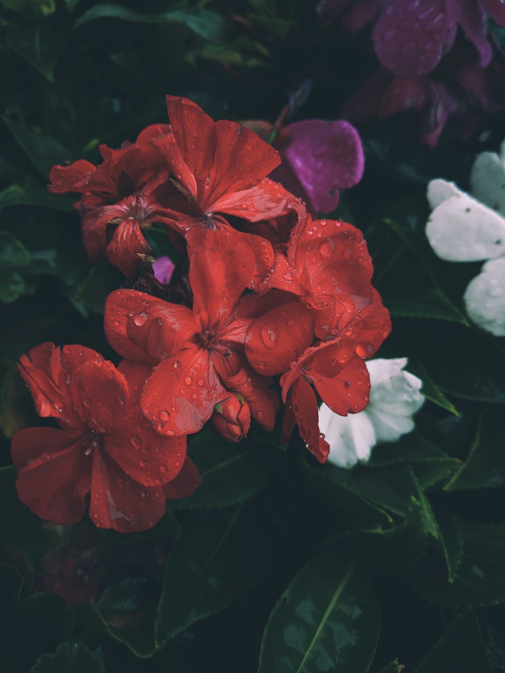 red petaled flower