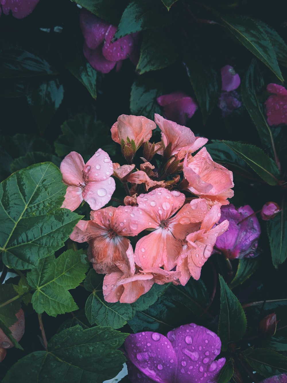 blooming pink flowers