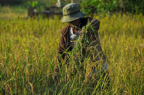 A person wearing a hat and a jacket is harvesting crops in a field filled with tall grass and ripe rice plants. The scene is set in a lush, green environment, capturing the essence of rural agricultural life.