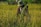 A person wearing a hat and a jacket is harvesting crops in a field filled with tall grass and ripe rice plants. The scene is set in a lush, green environment, capturing the essence of rural agricultural life.